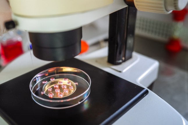 Real embryologist in IVF laboratory preparing for embryo transfer to uterus