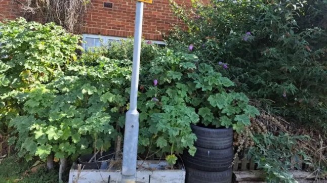 A large amount of vegetation outside a small brick house