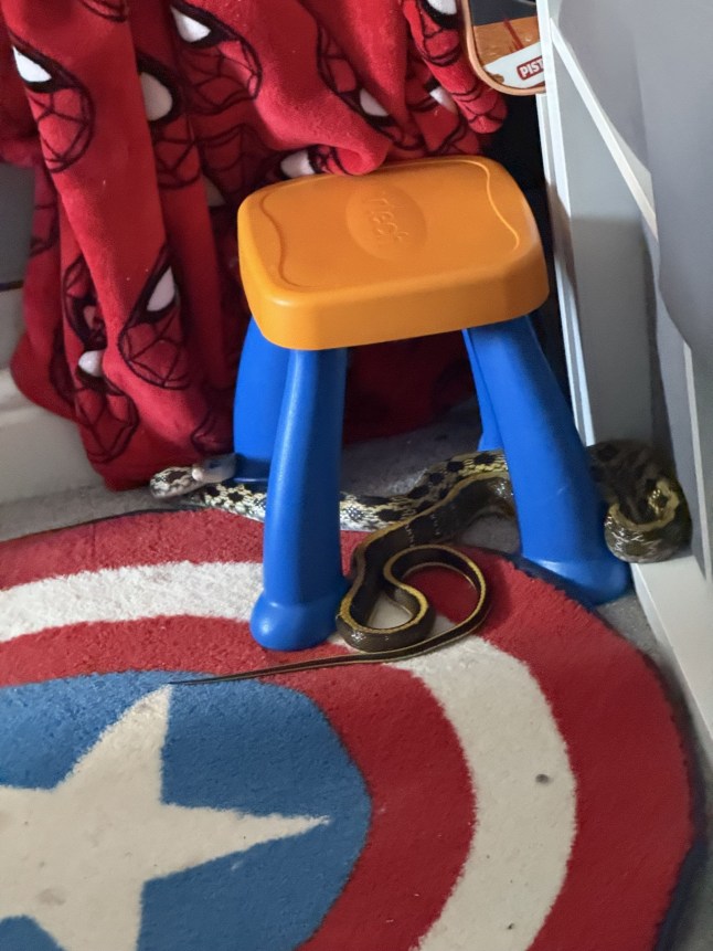 The snake inside the child's bedroom