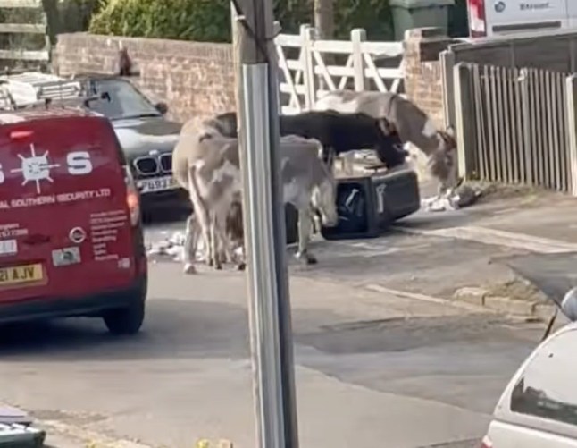 Donkeys with rubbish in the street.