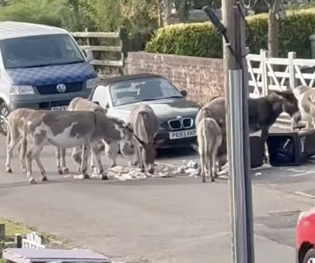 Donkeys eating rubbish.