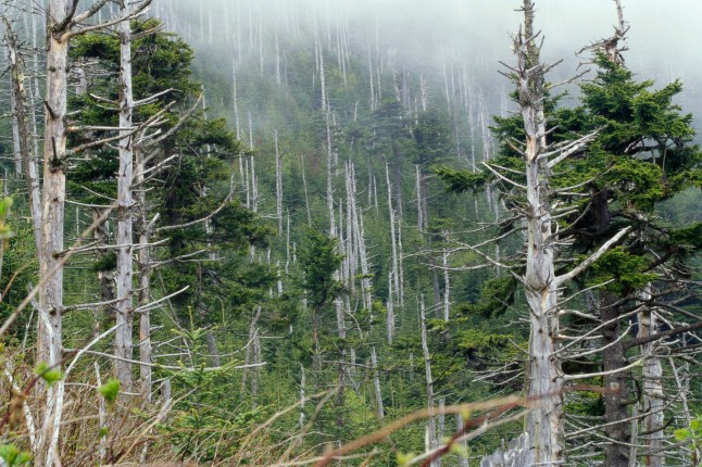 Acid rain damaged this forest on Mt. Mitchell in western North Carolina.