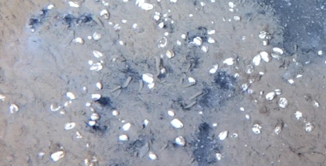 The bizarre sea creatures found at the deepest depths of the ocean Fig. 2: Representative fauna of cold-seep sites in the Kuril?Kamchatka Trench and western Aleutian Trench. From: Flourishing chemosynthetic life at the greatest depths of hadal trenches