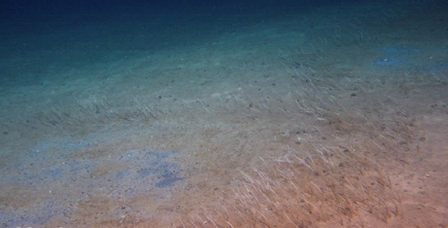The bizarre sea creatures found at the deepest depths of the ocean Fig. 2: Representative fauna of cold-seep sites in the Kuril?Kamchatka Trench and western Aleutian Trench. From: Flourishing chemosynthetic life at the greatest depths of hadal trenches