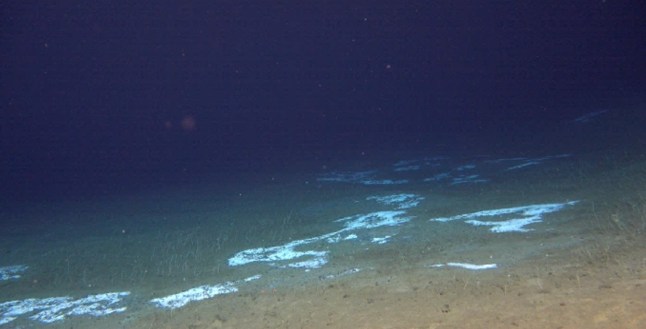 The bizarre sea creatures found at the deepest depths of the ocean Fig. 2: Representative fauna of cold-seep sites in the Kuril?Kamchatka Trench and western Aleutian Trench. From: Flourishing chemosynthetic life at the greatest depths of hadal trenches