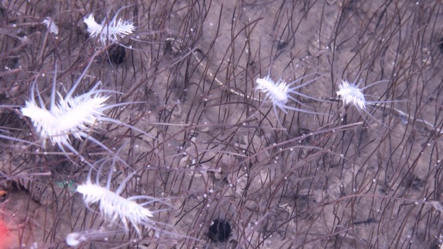 Meet the strange creatures thriving in the darkest depths of the Pacific post thumbnail image