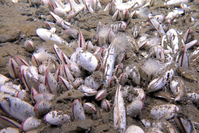 The bizarre sea creatures found at the deepest depths of the ocean Fig. 2: Representative fauna of cold-seep sites in the Kuril?Kamchatka Trench and western Aleutian Trench. From: Flourishing chemosynthetic life at the greatest depths of hadal trenches