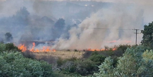 Dagenham grassfire