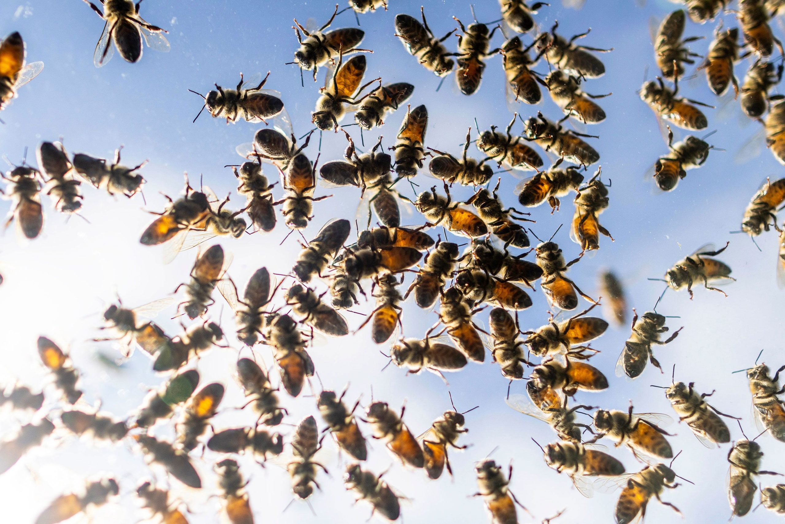 Bee attack leaves 24 people injured in French town post thumbnail image