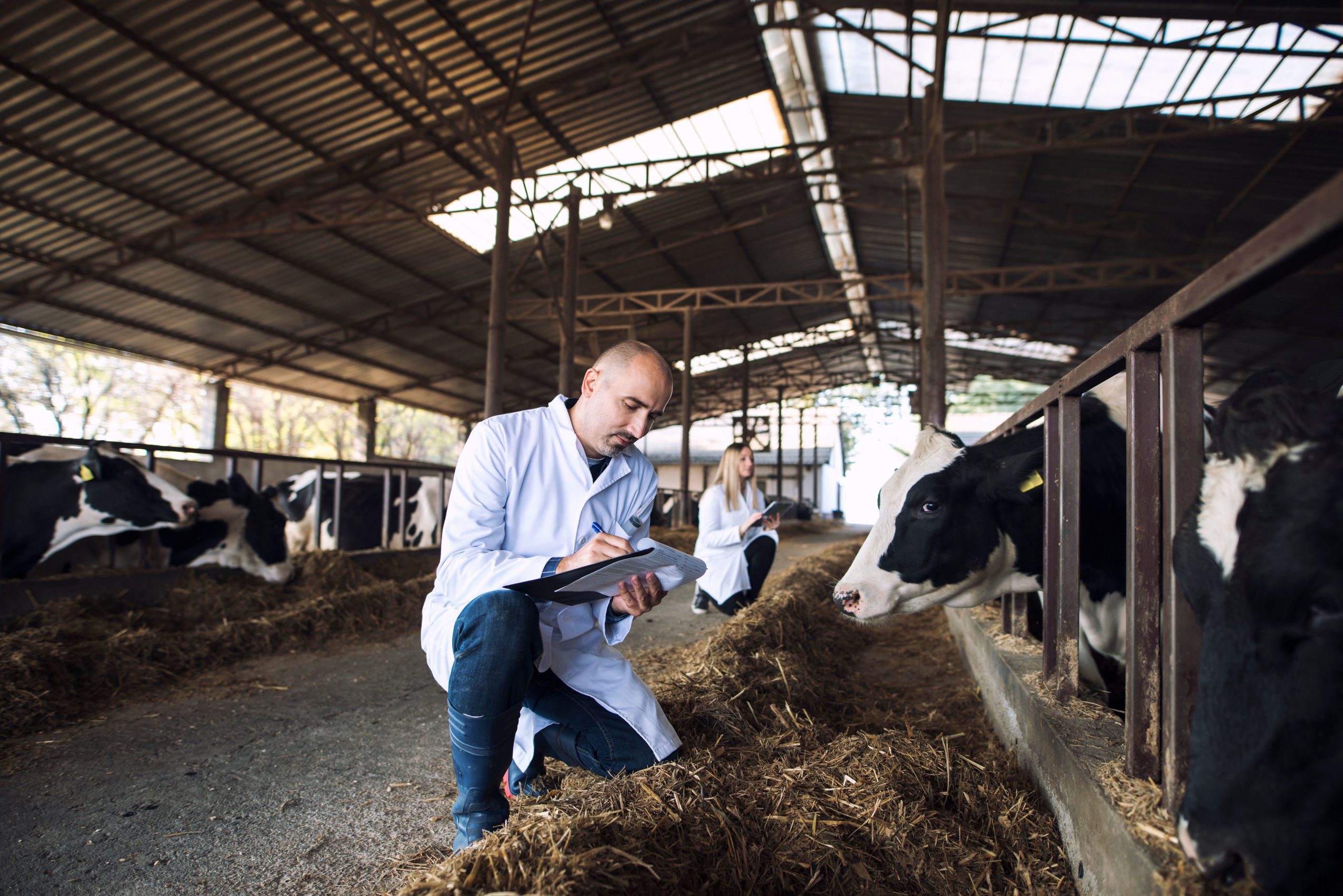 New vaccine could protect Australia’s $80 billion livestock industry post thumbnail image