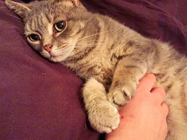 BNPS.co.uk (01202 558833) Pic: EmmaBlehs/BNPS Pictured: Alley the cat Croydon Cat Killer or a copy cat cat killer? A veterinary nurse fears her decapitated cat has become the latest victim of the notorious so-called Croydon Cat Killer. Emma Blehs, from Christchurch, Dorset, last saw her 10 year old silver tabby Alley alive on Monday morning. Her pet's body was brought into a local vets the next day by a shocked member of the public missing its head and tail. She has been told this is the signature of the serial killer who has killed, dismembered and beheaded over 400 cats in England since 2014.