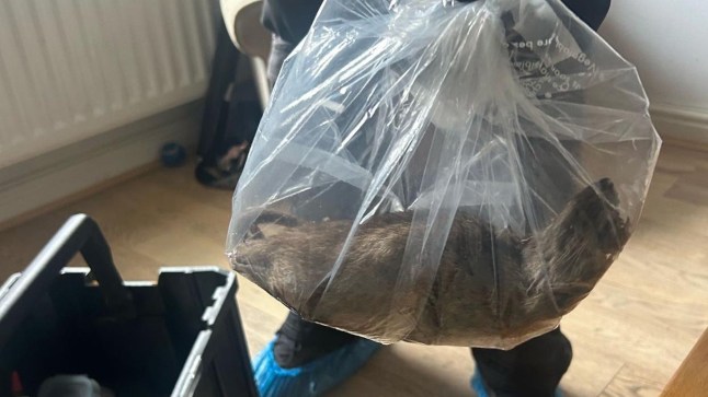 Rat the size of a dog found as monster vermin run riot in Yorkshire village post thumbnail image