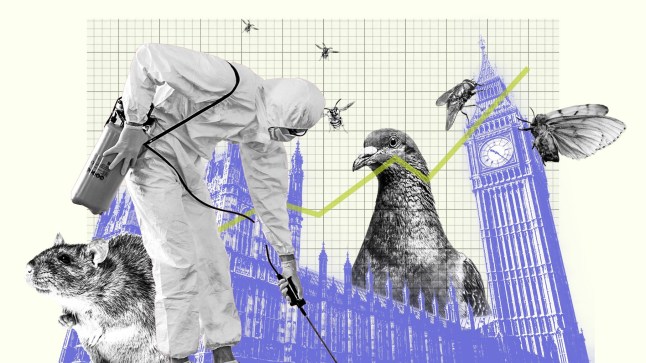 Thousands of mice, rats and birds have plagued Parliament for the last five years post thumbnail image