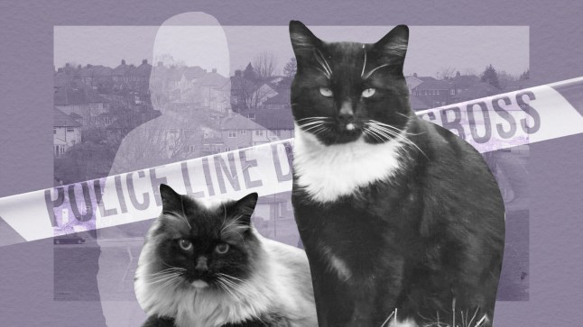 Is the Croydon cat killer back? The gruesome incidents that hint ‘he never went away’ post thumbnail image