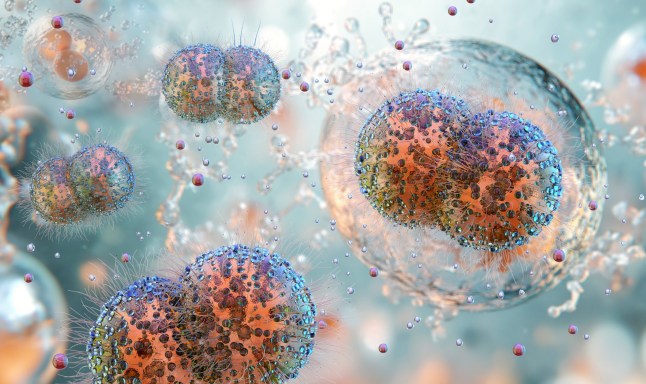 Gonorrhea bacterium Neisseria gonorrhoeae, pathogenic microorganism causing sexually transmitted infection.