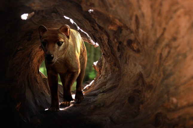 The woolly mammoth, dodo, Tasmanian tiger and a 12ft flightless bird could soon all be back from the dead Mammoth Thylacine Dodo Moa Dire Wolf