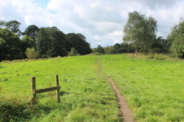 Woman killed by falling tree branch as she ‘walked with young child in park’ post thumbnail image