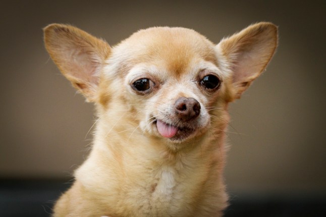 Chihuahua collapsed after taking cocaine and fentanyl post thumbnail image