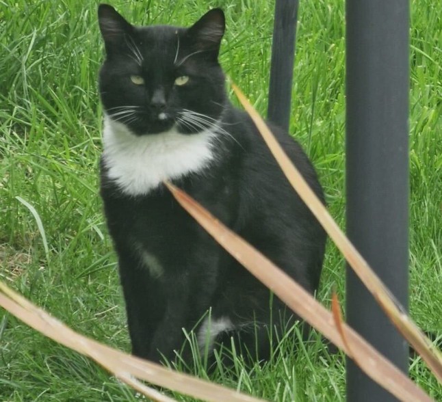 Is the Croydon Cat Killer back? Data shows he never left Picture: Brooke Davies metro.co.uk