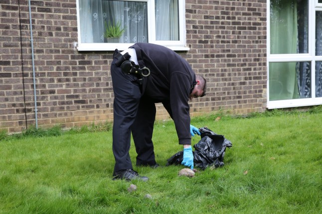 FYBYDF A three-year police investigation into the ?Croydon cat killer? has concluded the decapitation of cats is probably the work of foxes.