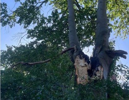 The spot where the branch fell away