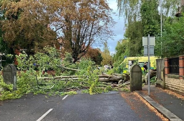 The fallen branch of a birch tree on Stanton Avenue in Didsbury