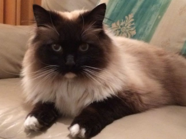 Collect pictures of cat Ykiyo (Ukiyo) who was found dead. See SWNS story SWCAT; A machete-wielding serial killer is on the loose and has been mutilating cats and keeping body parts as TROPHIES, an animal rescue shelter is warning. South Norwood Animal Rescue and Liberty (SNARL) is warning that a twisted killer is roaming Croydon, south London, and has slain dozens of cats in the last two years. The latest of killing was revealed on Saturday when a beloved pet was found on with gruesome wounds that appear to be the attacker's ?signature?. Boudicca Rising, who runs the shelter with partner Tony Jenkins, says a pattern has formed of cats being decapitated and having their intestines ripped out and displayed near their owners? homes.