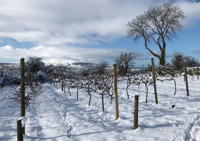 Welsh wine is booming, but would you go for cwm cabernet? post thumbnail image