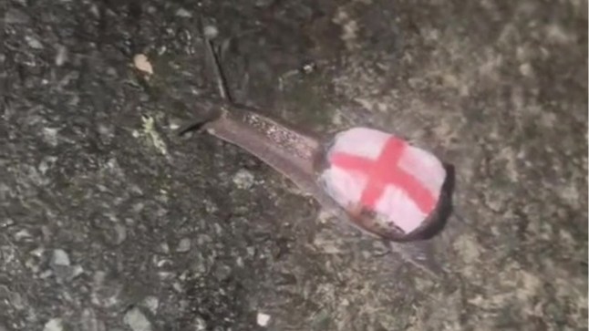 Even snails can’t escape after someone paints an England flag on its shell post thumbnail image