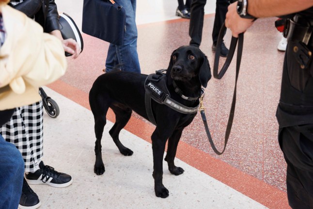 BTP K-9 police dog Axel at Victoria station.